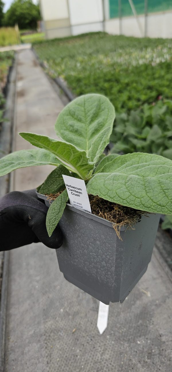 Verbascum 'Carribean Crush'