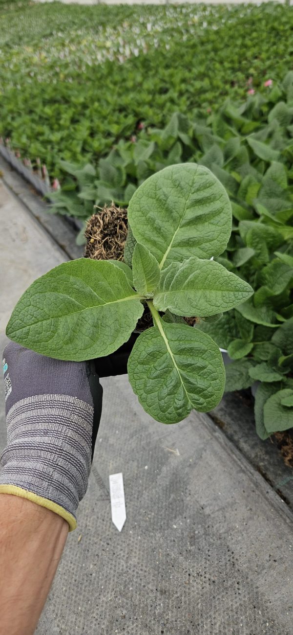 Verbascum 'Carribean Crush'