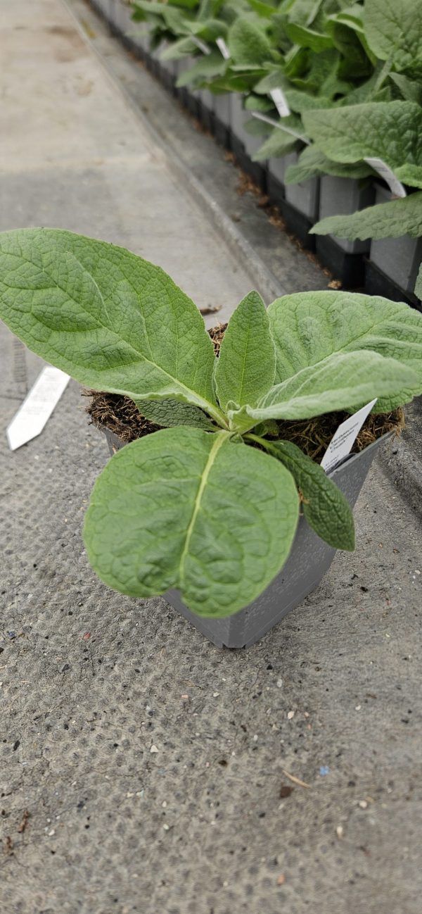 Verbascum 'Carribean Crush'