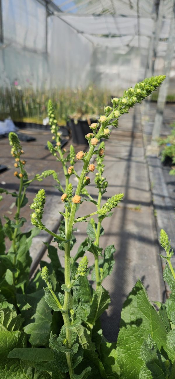 Verbascum 'Clementine'