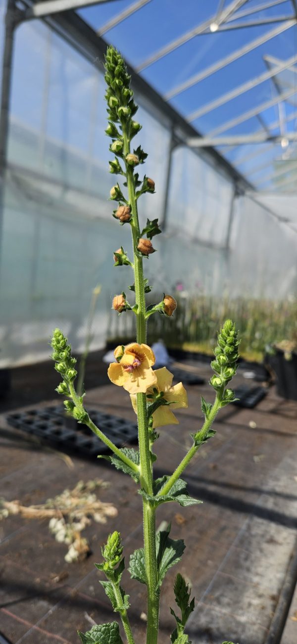 Verbascum 'Clementine'