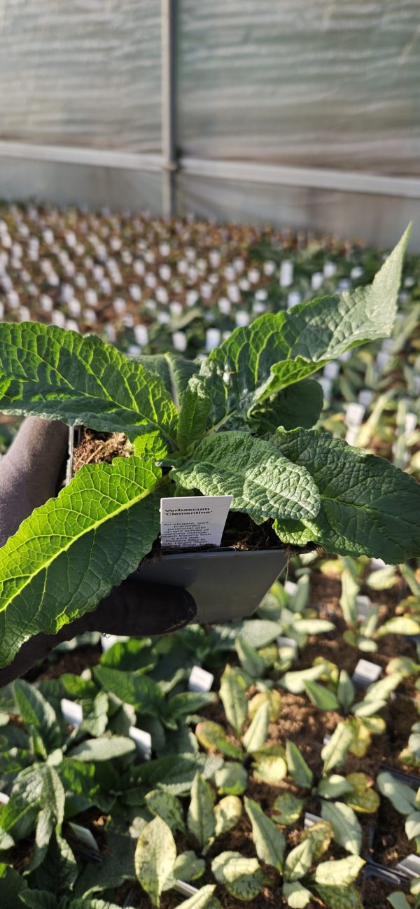 Verbascum 'Clementine'