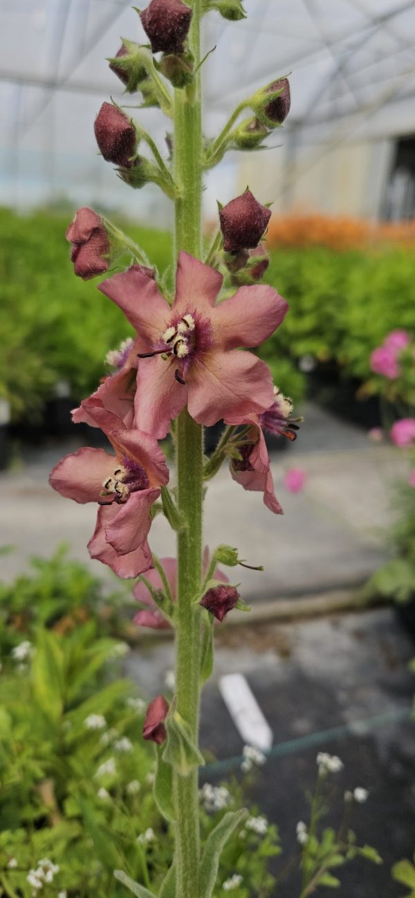Verbascum 'Helen Johnson'2 Verbascum 'Helen Johnson'