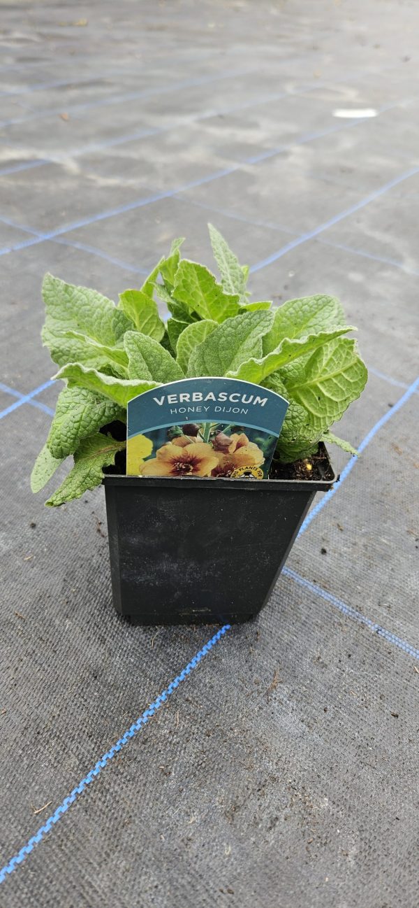Verbascum 'Honey Dijon'