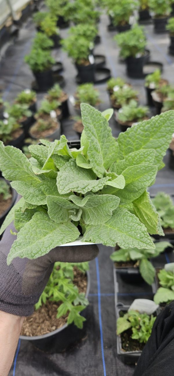 Verbascum 'Honey Dijon'