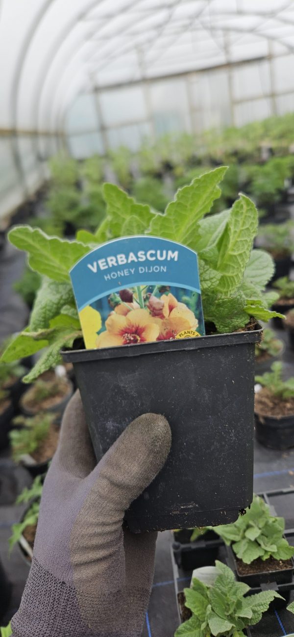 Verbascum 'Honey Dijon'