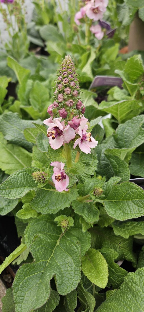 Verbascum 'Lavender Lass'