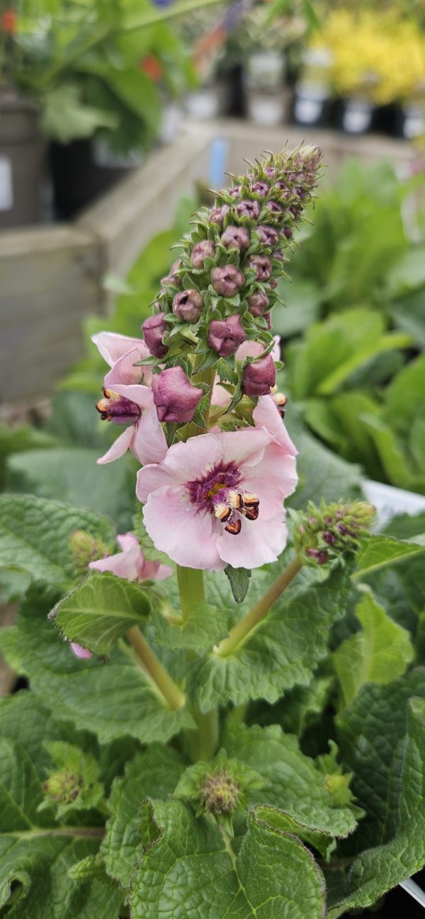 Verbascum 'Lavender Lass'
