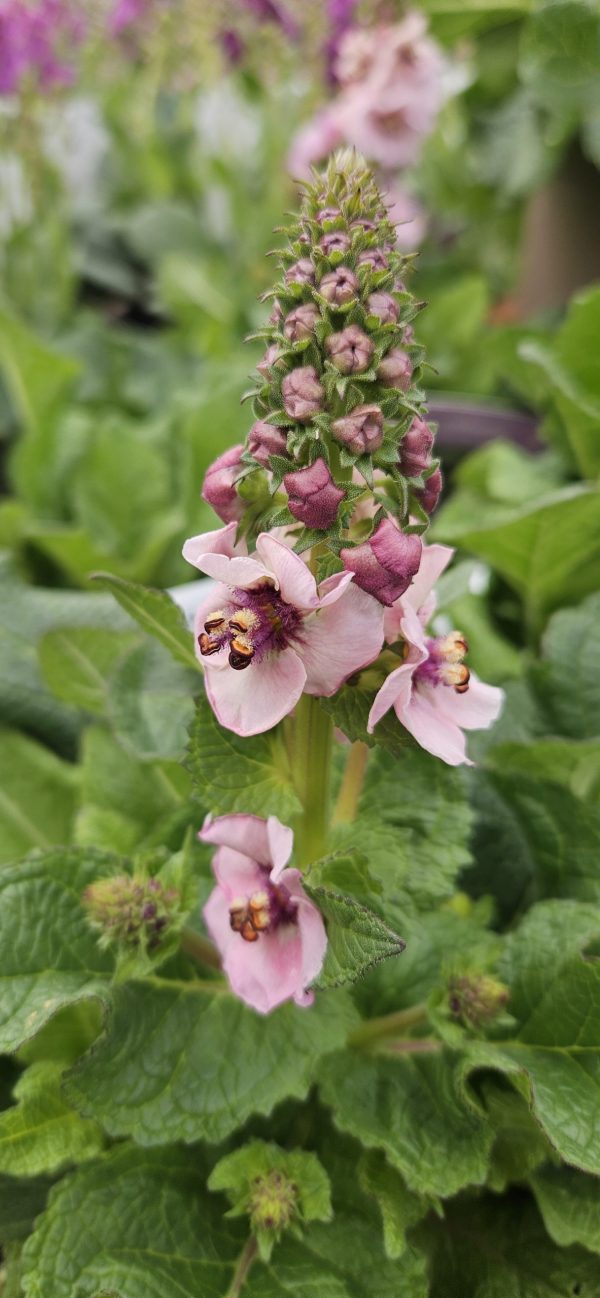 Verbascum 'Lavender Lass'