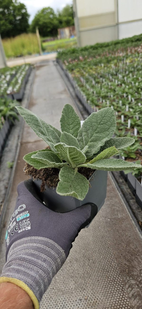 Verbascum 'Peach Champagne'