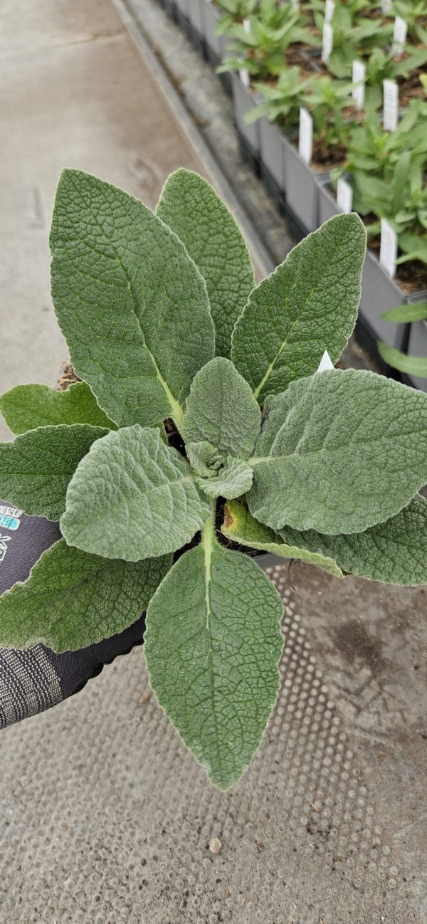 Verbascum 'Peach Champagne'