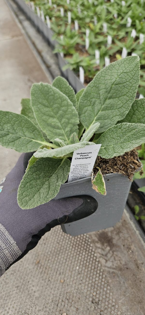 Verbascum 'Peach Champagne'