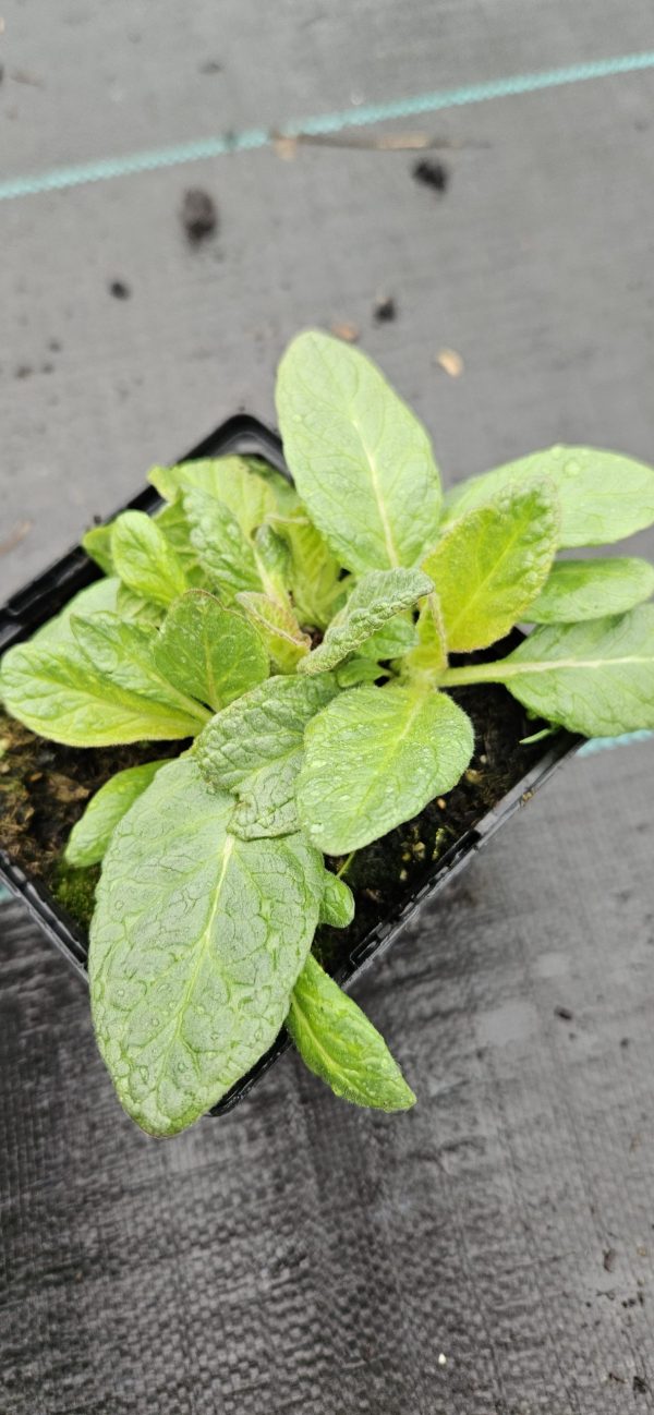 Verbascum 'Plum Smokey'