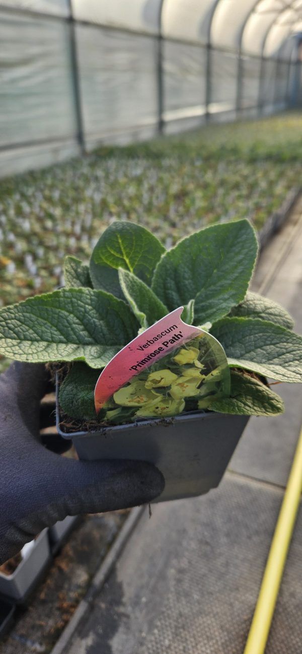 Verbascum 'Primrose Path' Verbascum 'Primrose Path'