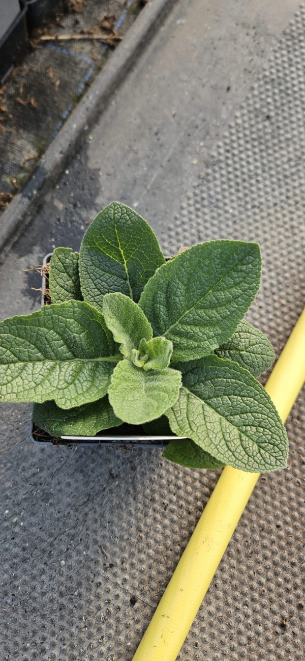 Verbascum 'Primrose Path'2 Verbascum 'Primrose Path'