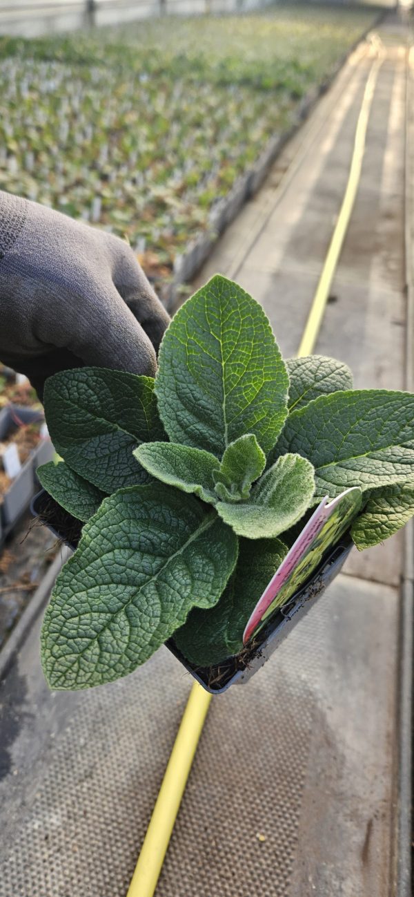 Verbascum 'Primrose Path'3 Verbascum 'Primrose Path'