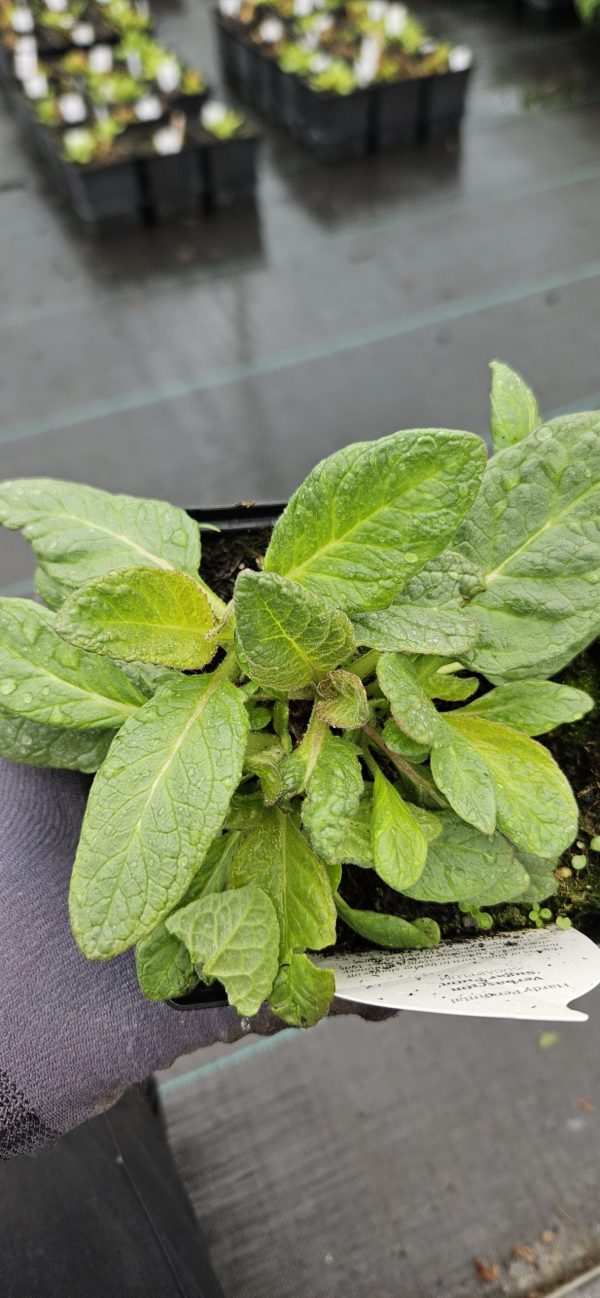 Verbascum 'Sugar Plum'