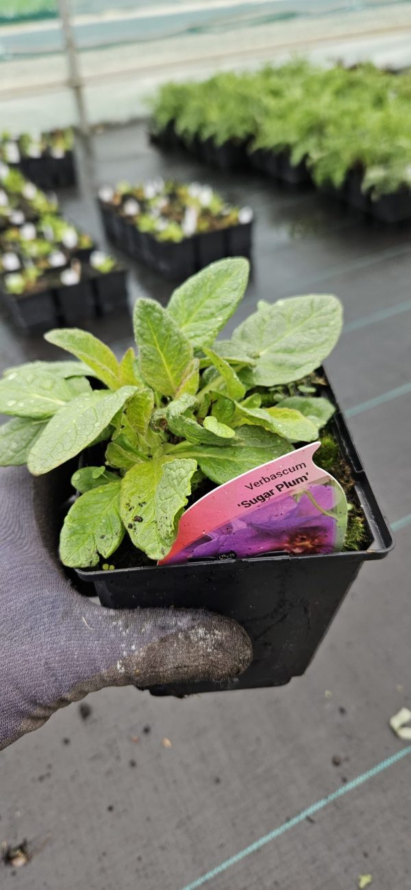 Verbascum 'Sugar Plum'