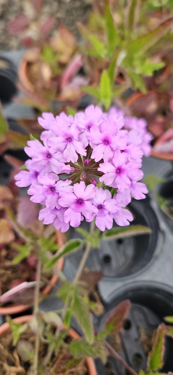 Verbena (Glandularia) 'Seabrook's Lavender'
