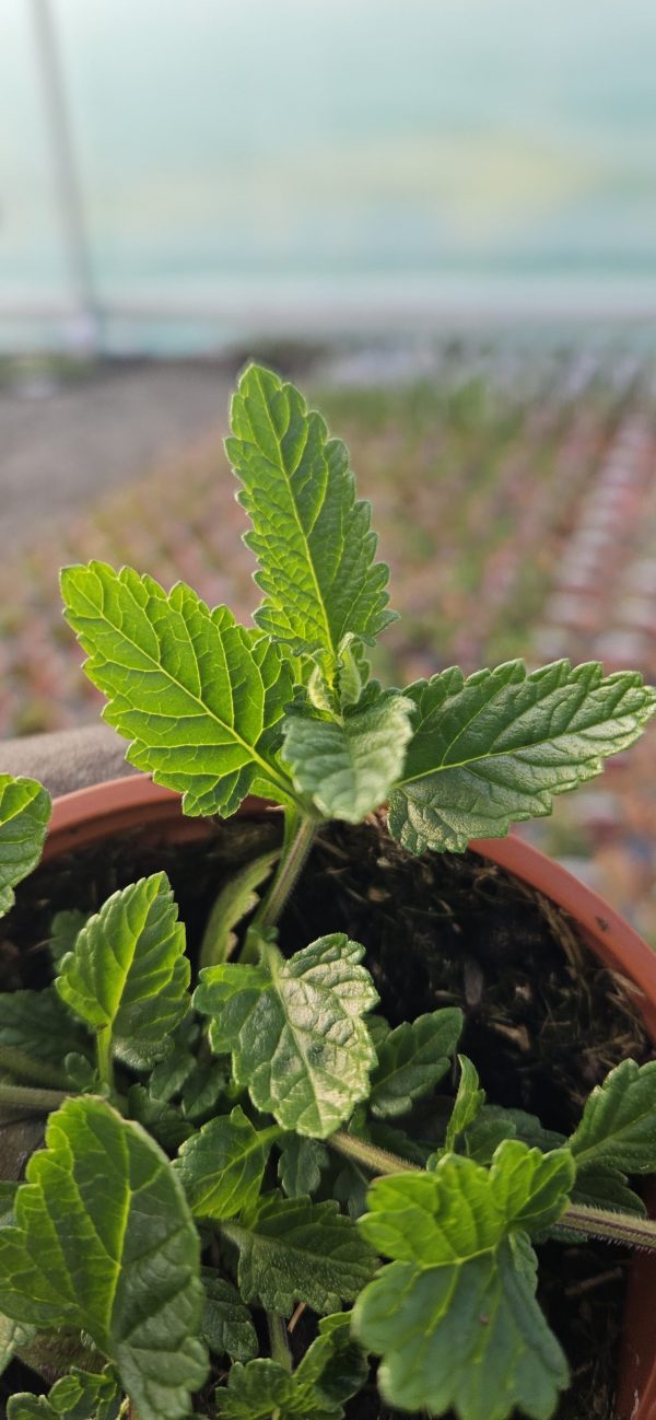 Verbena (Glandularia) 'Seabrook's Lavender'