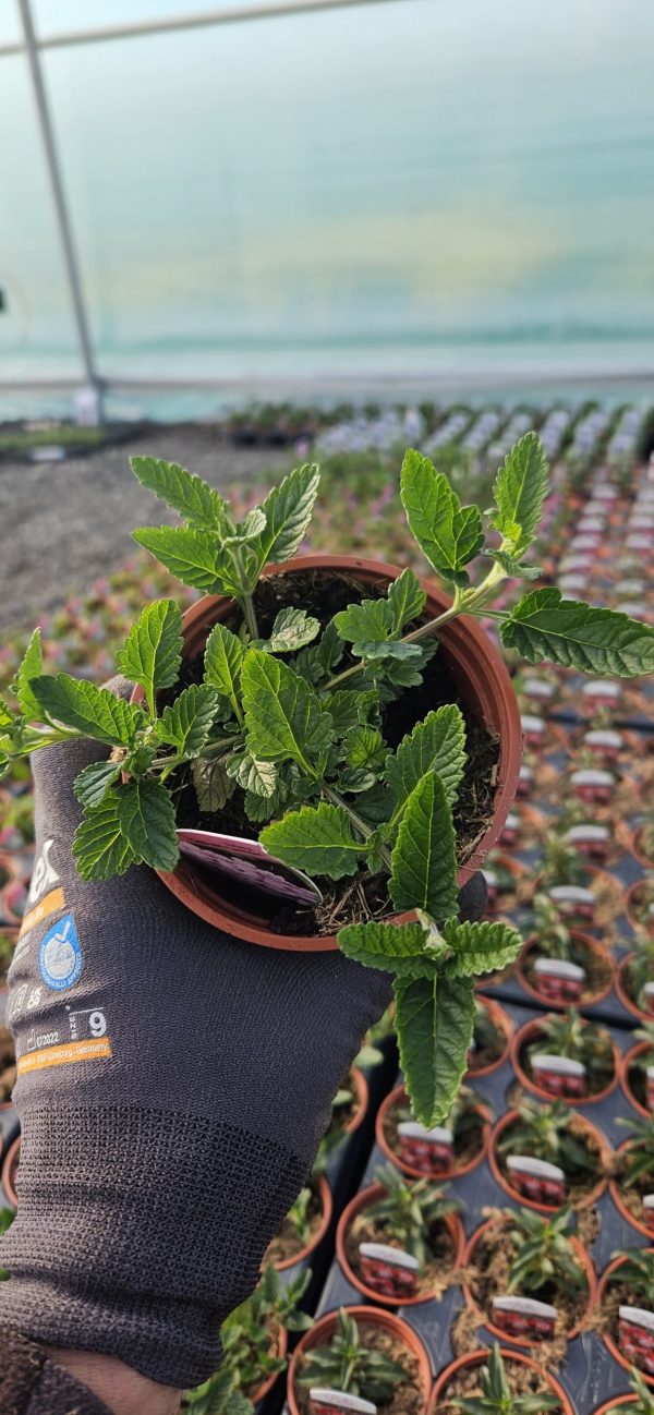 Verbena (Glandularia) 'Seabrook's Lavender'