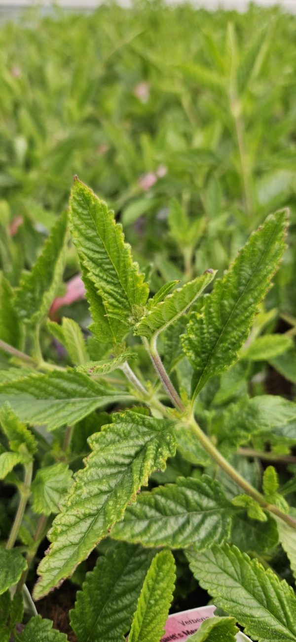 Verbena 'Margaret's Memory'