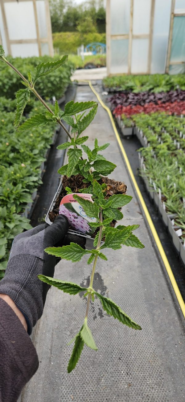 Verbena 'Margaret's Memory'