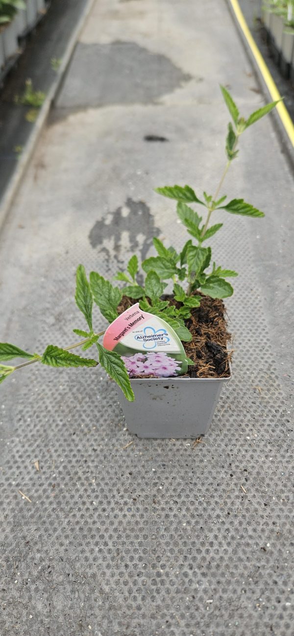 Verbena 'Margaret's Memory'
