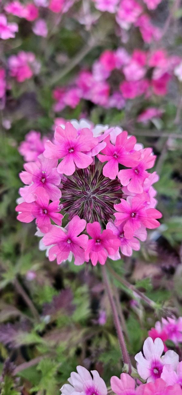 Verbena 'Sissinghurst'
