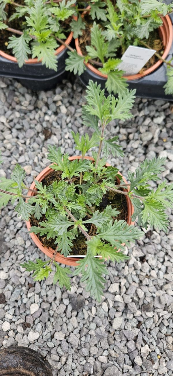 Verbena 'Sissinghurst'