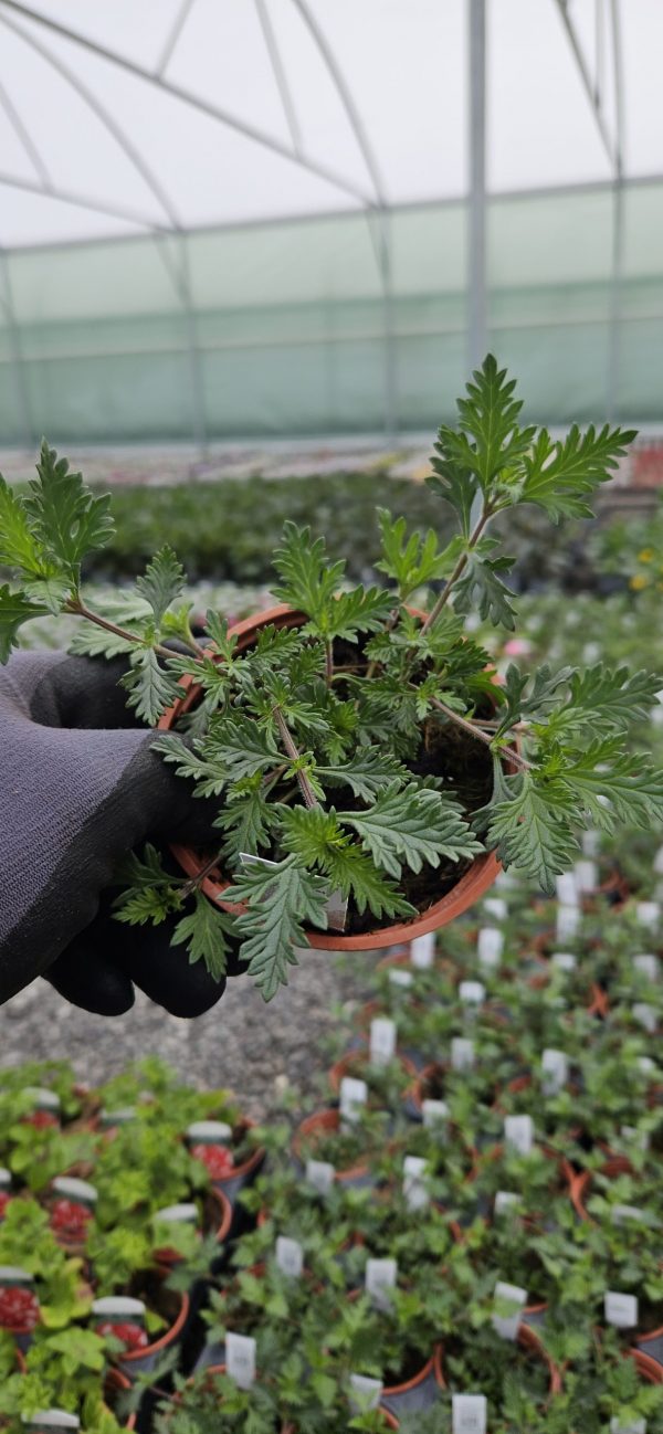 Verbena 'Sissinghurst'