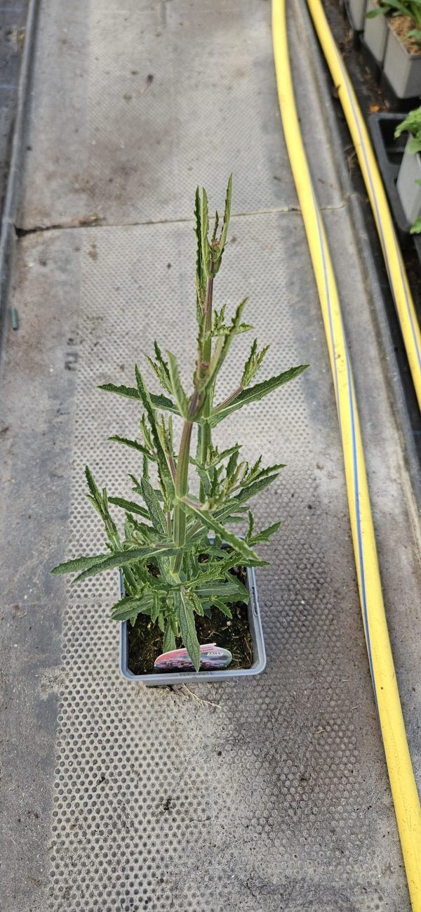 Verbena bonariensis 'Meteor Shower' Verbena bonariensis 'Meteor Shower'