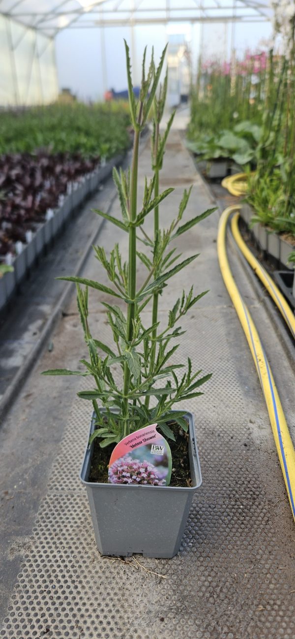 Verbena bonariensis 'Meteor Shower'2 Verbena bonariensis 'Meteor Shower'