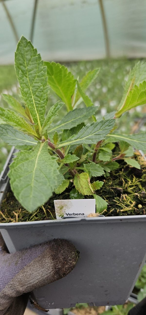 Verbena bonariensis 'Violetta'