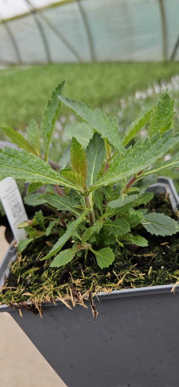 Verbena bonariensis 'Violetta'