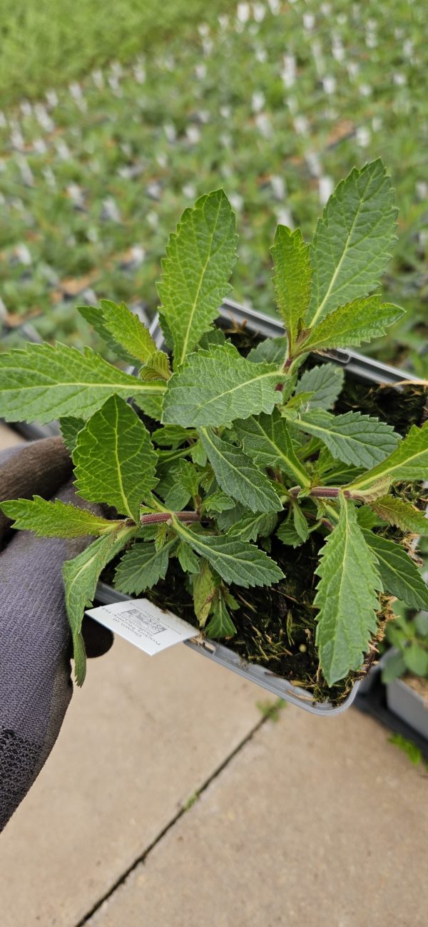 Verbena bonariensis 'Violetta'
