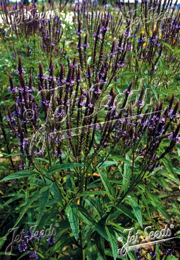 Verbena hastata 'Blue Spires' Verbena hastata 'Blue Spires'