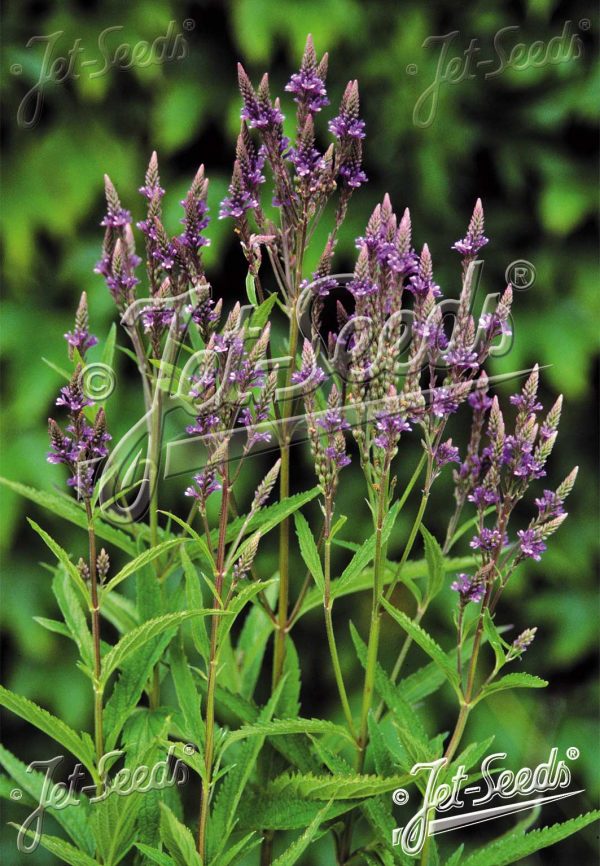 Verbena hastata 'Blue Spires' 2 Verbena hastata 'Blue Spires'