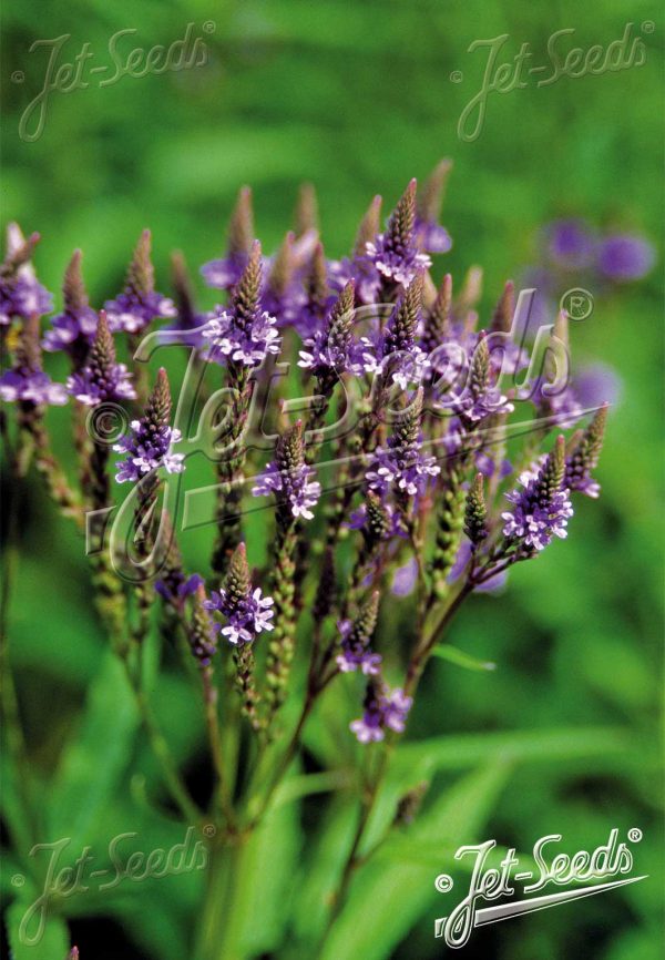 Verbena hastata 'Blue Spires' 3 Verbena hastata 'Blue Spires'