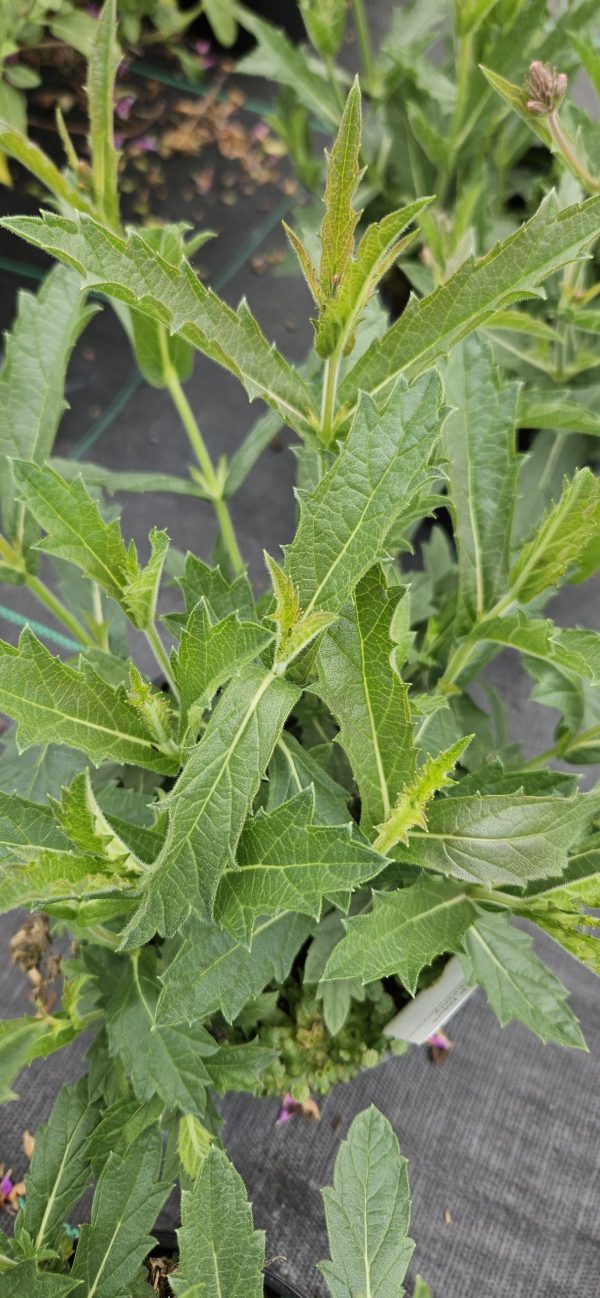 Verbena rigida f. lilacina 'Polaris' Verbena rigida f. lilacina 'Polaris'