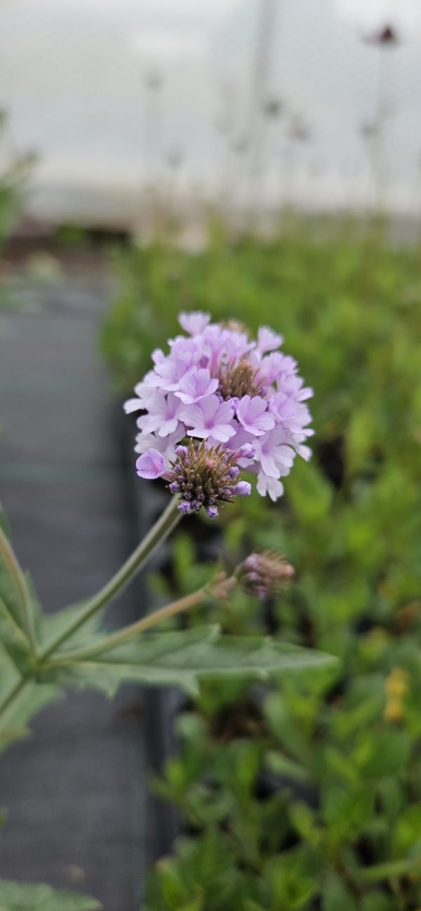 Verbena rigida f. lilacina 'Polaris' 2 Verbena rigida f. lilacina 'Polaris'