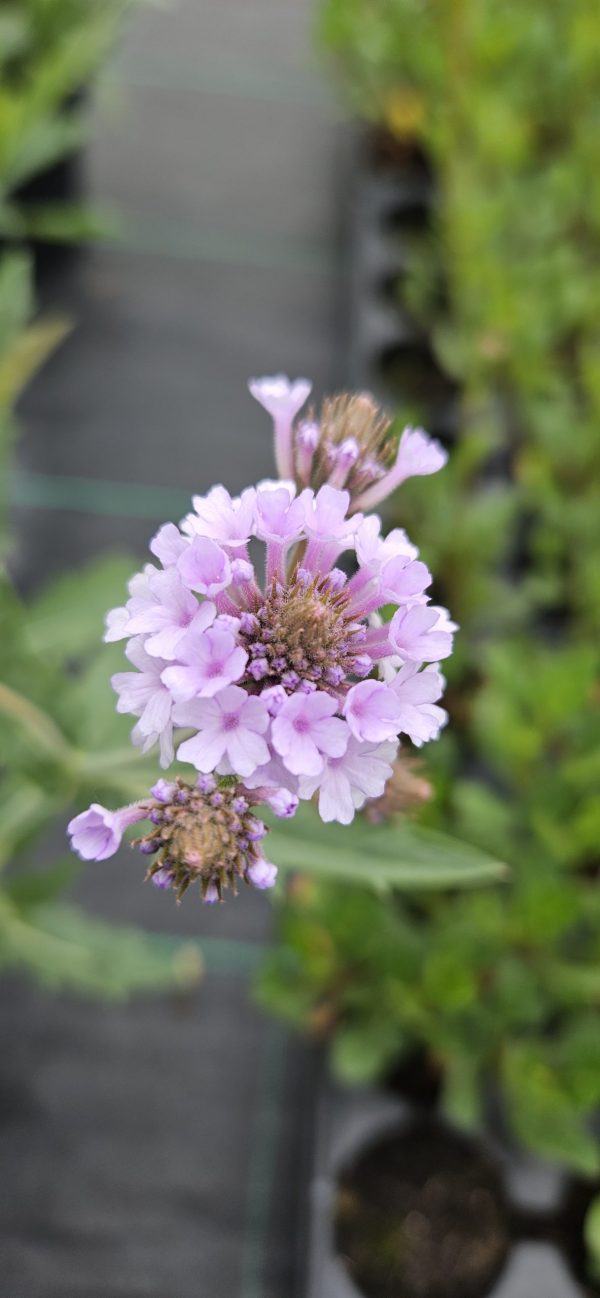Verbena rigida f. lilacina 'Polaris' 3 Verbena rigida f. lilacina 'Polaris'