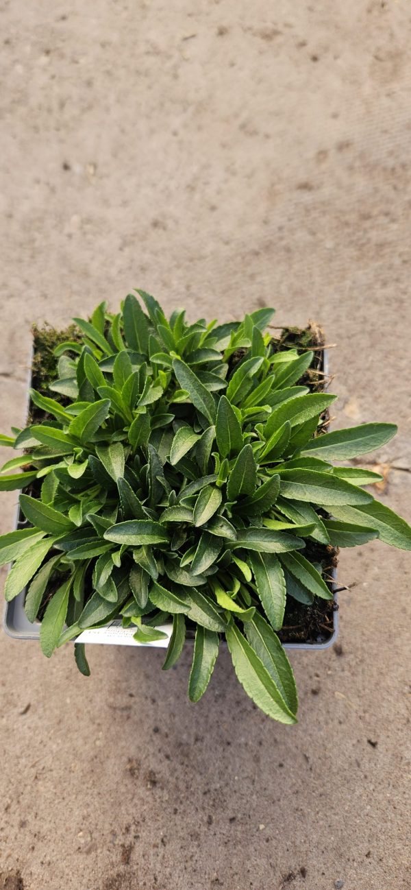 Veronica 'Inspire Blue'