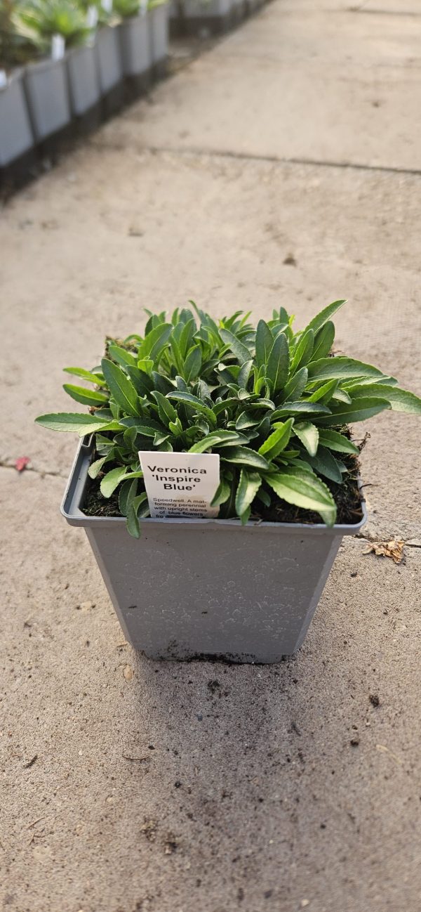 Veronica 'Inspire Blue'
