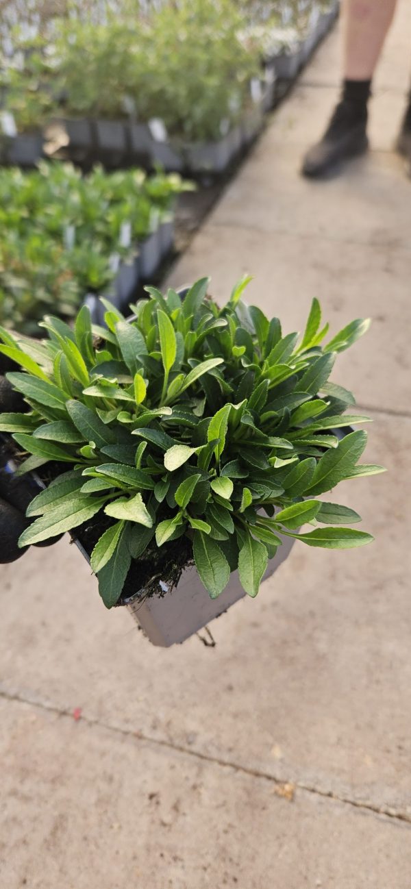 Veronica 'Inspire Rose'