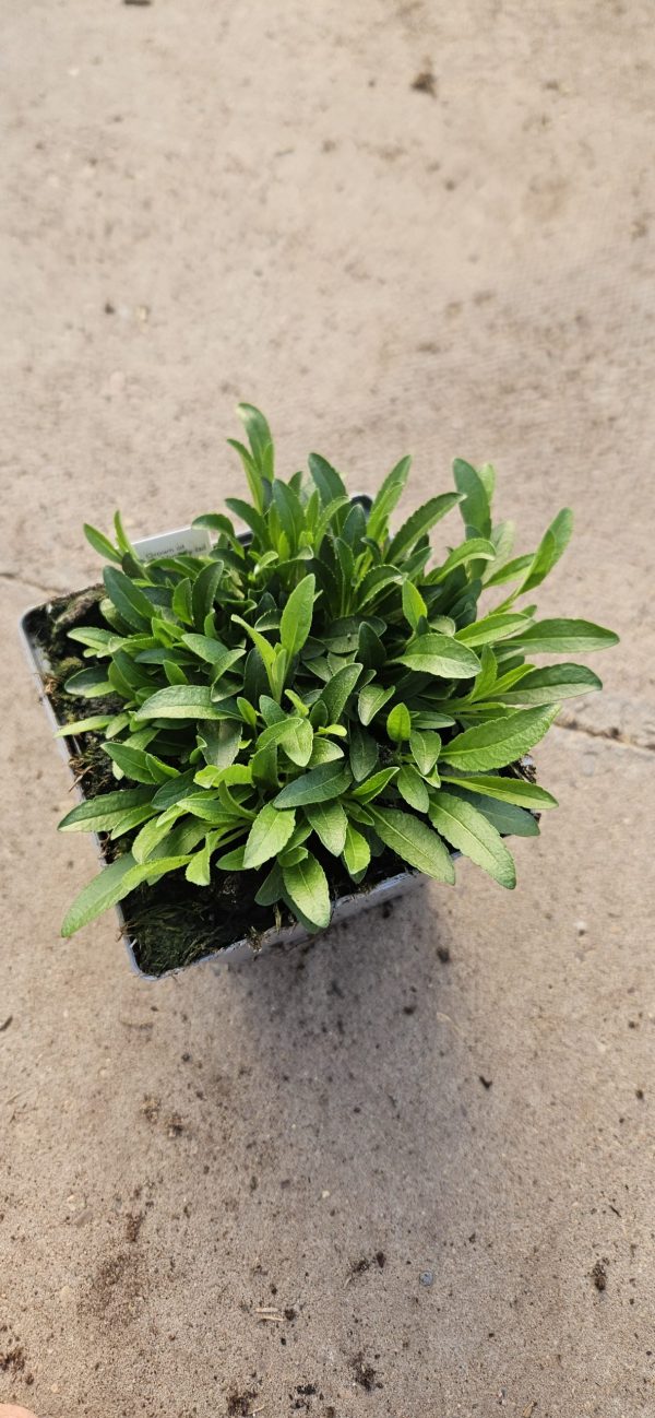 Veronica 'Inspire Rose'