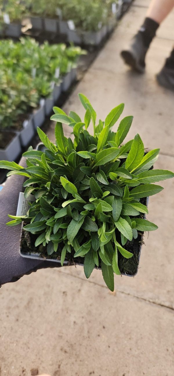 Veronica 'Inspire Rose'