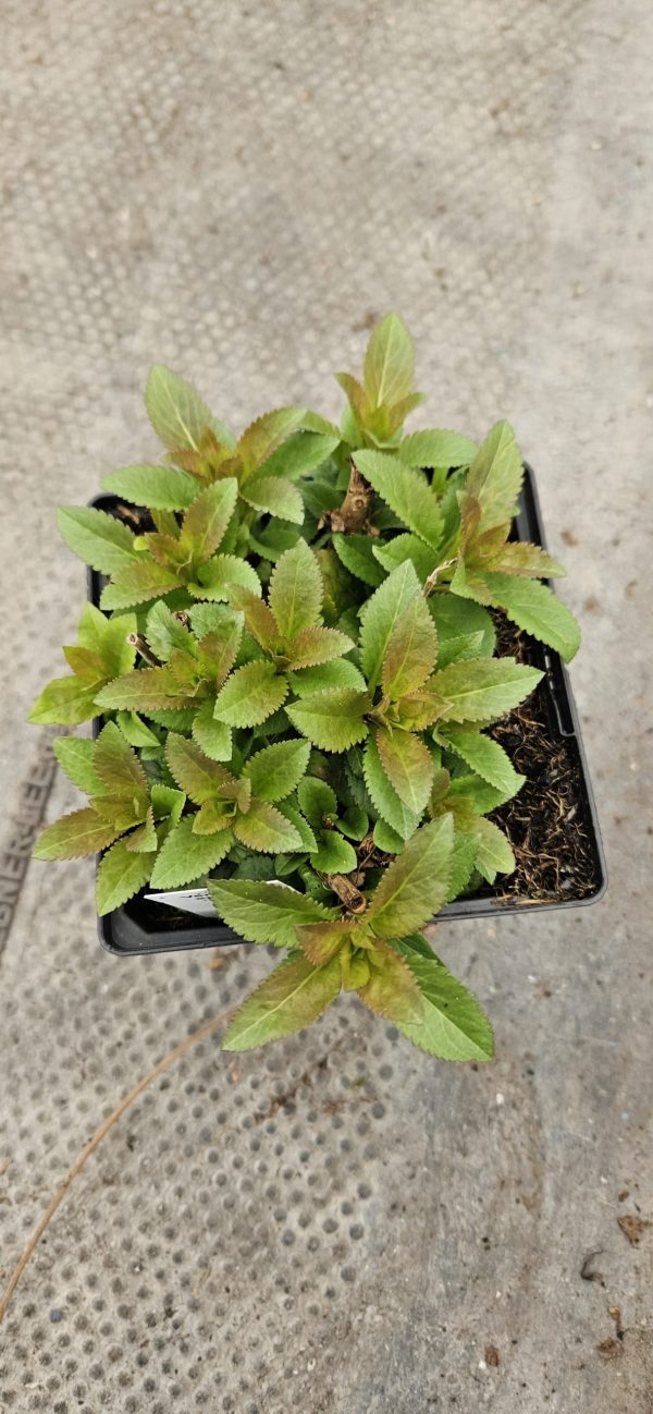 Veronica 'Ulster Dwarf Blue'