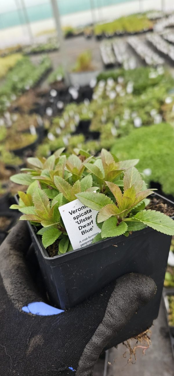 Veronica 'Ulster Dwarf Blue'