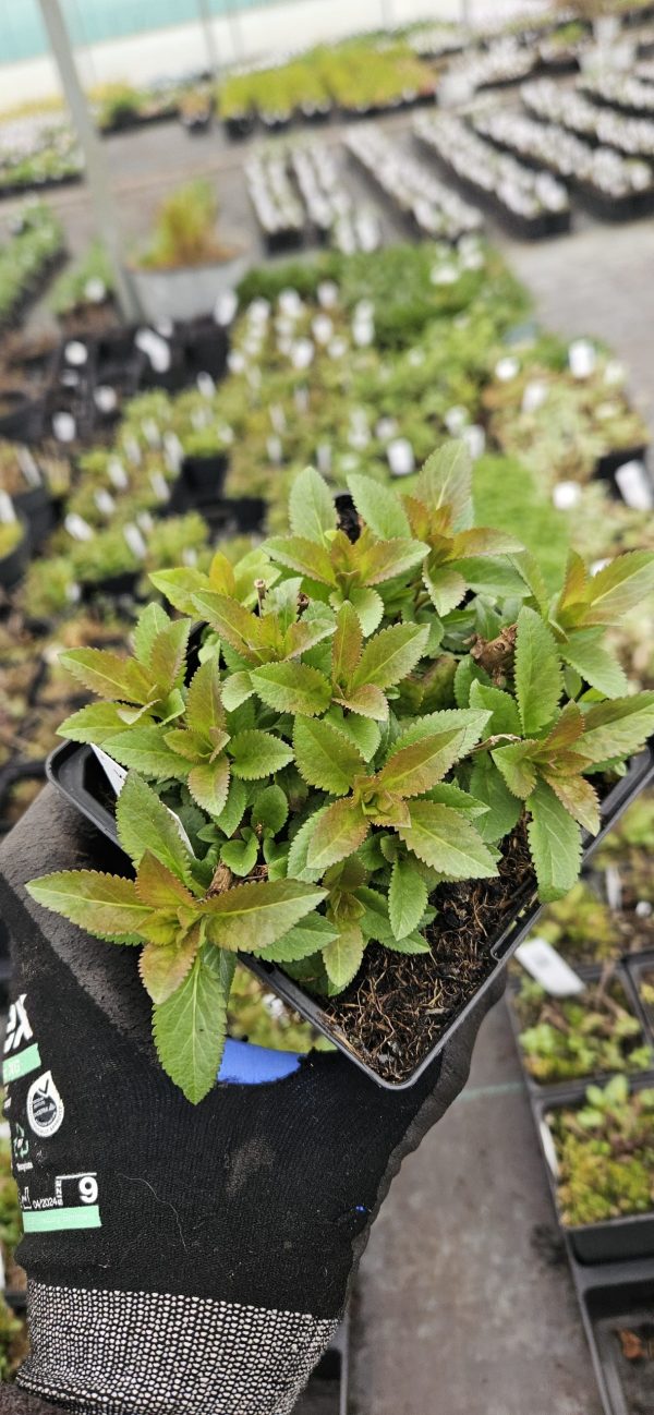 Veronica 'Ulster Dwarf Blue'